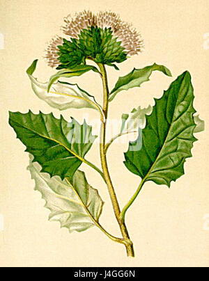 Saussurea discolor ist eine Pflanzenart, die in der Atlas Alpenflora, einem umfassenden botanischen Werk zur Flora der Alpen, zu finden ist. Die Art ist bekannt für ihr markantes Auftreten in alpinen Ökosystemen. Stockfoto