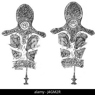 „Tecnica. Esquema Original bezieht sich wahrscheinlich auf eine ursprüngliche technische oder schematische Zeichnung, die ein bestimmtes Design oder System veranschaulicht. Das Dokument zeigt die technische Expertise in einem bestimmten Bereich, wobei der Schwerpunkt auf dem ursprünglichen Layout oder dem Systemdesign liegt. Stockfoto