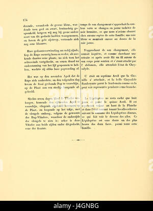 Eine detaillierte Beschreibung der Schmetterlingsart Papilio xanthe aus der Serie „Surinaamsche Vlinders“. Diese Art kommt in Suriname vor und ist bekannt für ihre charakteristischen gelben und schwarzen Muster auf den Flügeln. Stockfoto