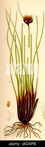 Schoenus nigricans, allgemein bekannt als Schwarzmoorrush, ist eine Pflanzenart, die in Feuchtgebieten beheimatet ist. Sie ist in ökologischen Systemen wichtig, da sie Unterschlupf und Nahrung für verschiedene Arten bietet. Stockfoto