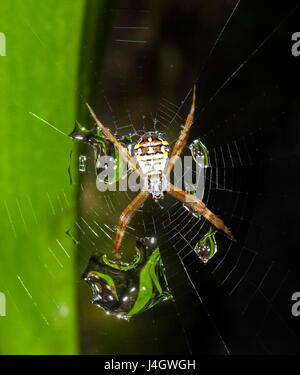 St Andrew Cross Spider (Argiope Keyserlingi) mit Wassertropfen gefangen auf seiner Spinnennetz, Far North Queensland, FNQ, QLD, Australien Stockfoto