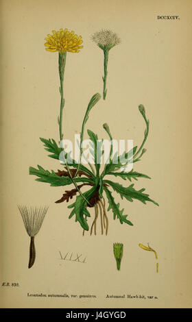 Scorzoneroides Autumnalis Ssp autumnalis Stockfoto