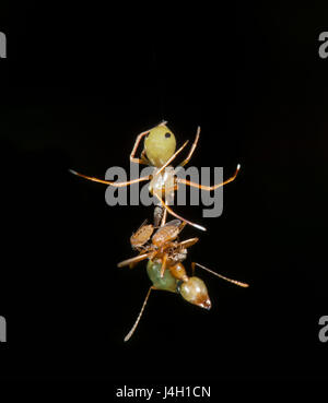 Krabbenspinne (Amyciaea Albomaculata), Thomisidae, mit grünen Baum Ameise Beute die er imitiert, Far North Queensland, FNQ, QLD, Australien Stockfoto