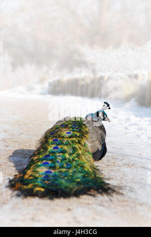 Nahaufnahme Foto von einem bunten männlichen Pfau Vogel in einem verschneiten Winter-Garten. Stockfoto