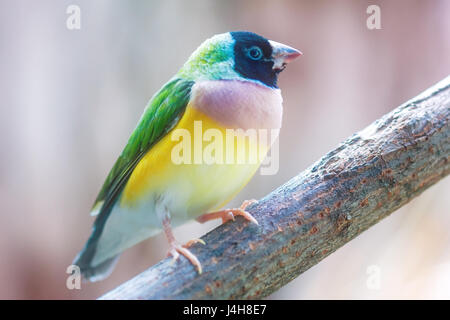 Gouldian Finch (erythrura gouldiae), auch bekannt als rainbow Finch auf einem Ast, in Pastellfarben gehalten. Stockfoto