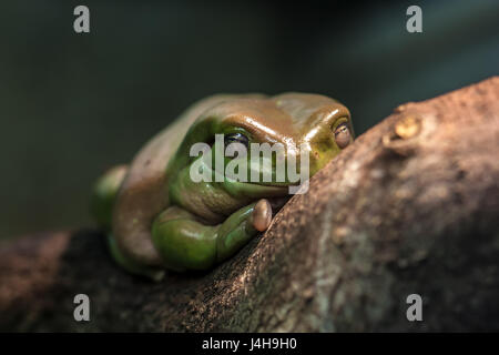Australian Green Tree Frog oder White's Tree Frog (Litoria caerulea) sitzen auf einem Ast. Stockfoto
