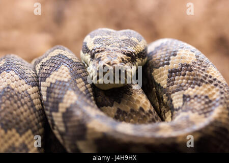 Teppich python-Morelia spilota Variegata Stockfoto