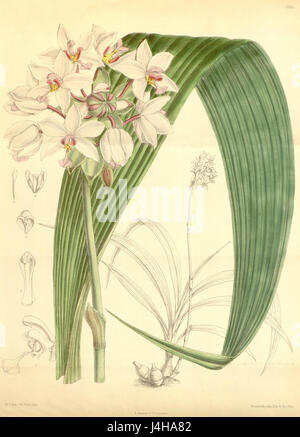 Spathoglottis Plicata (als Spathoglottis Vieillardii) Curtis' 114 (ser. 3 Nr. 44) pl. 7013 (1888) Stockfoto
