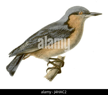 Sitta europaea sinensis, auch bekannt als chinesischer Nuthatch, ist eine Unterart der Eurasischen Nuthatch, die in Ostasien vorkommt. Bekannt für sein markantes blaugraues Gefieder, besiedelt Waldgebiete und ernährt sich hauptsächlich von Insekten und Samen. Stockfoto