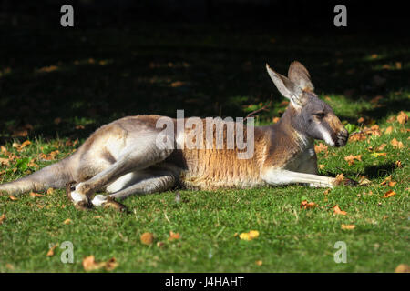 Nahaufnahme einer rote Känguru (Macropus rufus) Festlegung auf dem Gras. Stockfoto