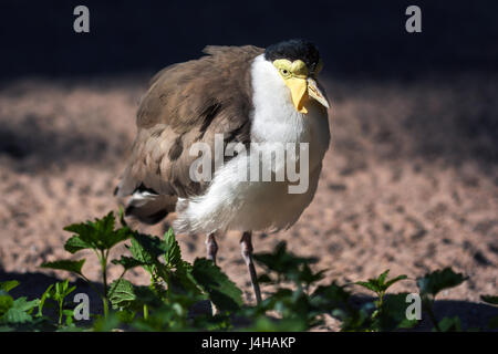 Nahaufnahme einer maskierten Kiebitz (vanellus Meilen). Stockfoto