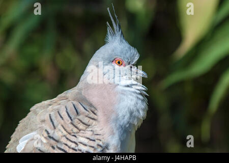 Nahaufnahme einer Crested pigeon (ocyphaps lophotes). Stockfoto