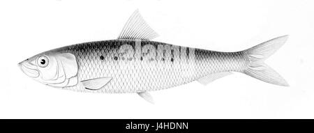 Sardinops sagax Stockfoto