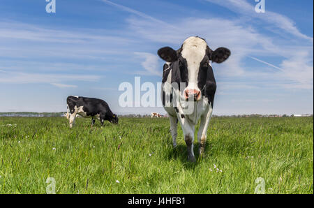 Niederländische Holstein Kuh stehend auf der grünen Wiese Stockfoto