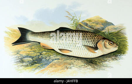 Squalius cephalus ist eine Art von Süßwasserfischen, die in Flüssen und Seen in Europa und Asien beheimatet ist. Er zeichnet sich durch seinen robusten Körper aus und findet sich häufig in langsam bewegtem Wasser. Stockfoto