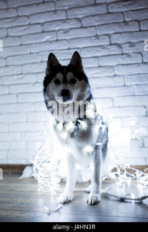 Siberian Husky in Lichter zu Hause liegend auf dem Boden. Lifestyle mit Hund. Dunklen Hintergrund Stockfoto