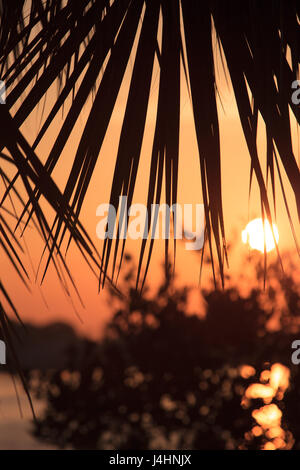 Sonnenaufgang über Florida coastal Waterway Silhouette durch Palmwedel Stockfoto