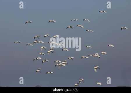 Eine Herde von Silberreiher erheben sich über der Cape Canaveral Air Force Station Skid Strip 12. Dezember 2016 in Cape Canaveral, Florida.     (Foto von Bill White/NASA über Planetpix) Stockfoto