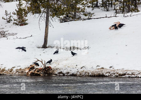 Eine Herde von gemeinsamen Raben Aufräumen auf einem Elch Kadaver im Winterschnee in der Nähe von Yellowstone Nationalpark Madison River 24. Februar 2017 in Wyoming.     (Foto: Jacob W. Frank/NPS via Planetpix) Stockfoto