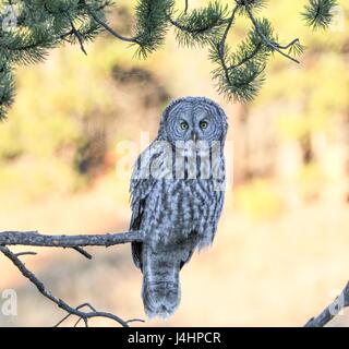 Ein Bartkauz hockt am Ende von einem Ast an den Yellowstone National Park Village Canyon 1. Oktober 2016 in Wyoming.     (Foto von Eric Johnston/NPS über Planetpix) Stockfoto