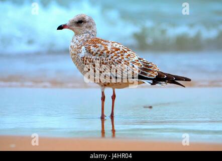 Möwe in Indiana Dunes Stockfoto