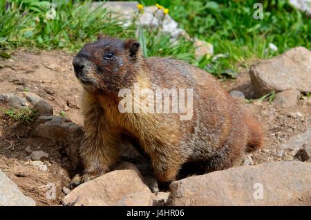 Bauche Marmot Stockfoto