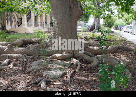 Kapok-Baum (Ceiba Pentandra), auch bekannt als die Seide Baumwolle oder Java Baumwolle Baum wie in Key West, Florida zu sehen. Stockfoto