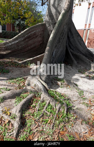 Kapok-Baum (Ceiba Pentandra), auch bekannt als die Seide Baumwolle oder Java Baumwolle Baum wie in Key West, Florida zu sehen. Stockfoto