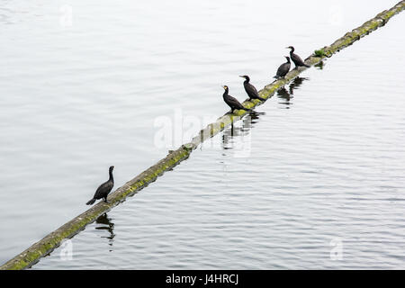 Gruppe von Kormoran - Phalacrocorax Carbo ruht auf dem Baum in Moldau, Prag. Vögel-Szene. Stockfoto