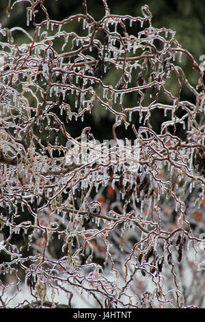 Zweige, ein interessantes Muster nach einer kanadischen Ice Storm. Stockfoto