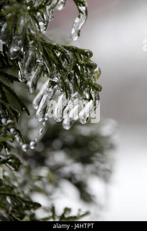 Immergrüner Baum mit gefrorenen Eis hängen von den Nadeln. Stockfoto