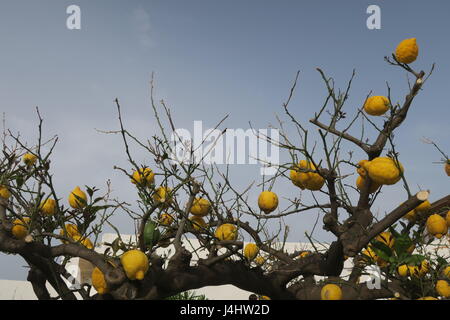 Zitronen haben viel Vitamin C, empfehlenswert Additiv bei Ernährung jeden Tag. Viele Zitronenbäume auf Äolische Inseln in Italien. Stockfoto