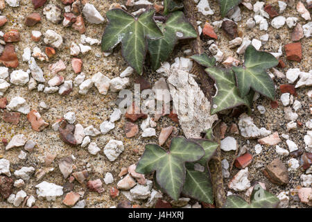 Grau Schulter-knot, Motten, Lithophane ornitopus, auf Beton Wand, Catbrook, Monmouthshire, Januar Stockfoto