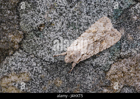 Graue Schulter-Knoten Motte, Reliefzeichnung Ornitopus, Catbrook, Monmouthshire, Januar. Familie Noctuidae. Stockfoto