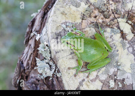 Stripeless oder Mittelmeer, Treefrog, Hyla Meridionalis. Algarve, Portugal.  Familie Hylidae. Stockfoto