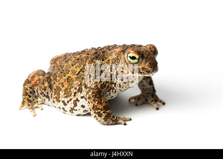 , Epidalea calamita Natterjack Toad, Costa Vicentina Nationalpark, Algarve, Portugal. Früher Bufo calamita Stockfoto