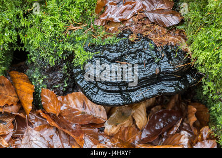 HUF-Pilz oder Tinder Bracket, Zündstoff Fomentarius, auf Baumstumpf. Schnäppchen-Holz, Wye Valley. Stockfoto