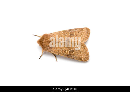 Gemeinsamen Quäker Motte, Orthosia Cerasi, Catbrook, Monmouthshire, März Stockfoto