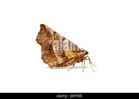 Frühe Thorn Motte, Selenia Dentaria, Catbrook, Monmouthshire, März Stockfoto