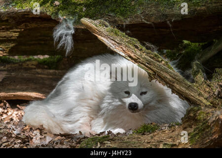 Waschbär Hund (Nyctereutes Procyonoides) weiße Farbe Phase ruhen unter Baumstamm im Wald Stockfoto