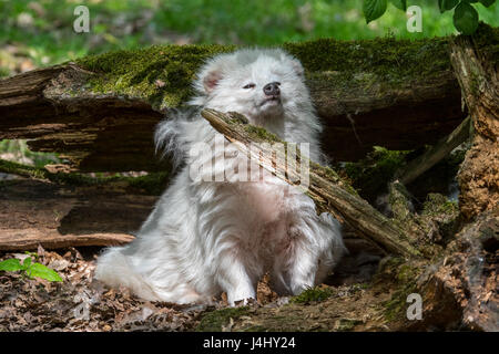 Waschbär Hund (Nyctereutes Procyonoides) weiße Farbe Phase ruhen unter Baumstamm im Wald Stockfoto