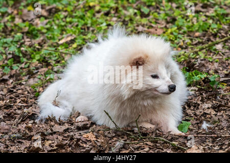 Waschbär Hund (Nyctereutes Procyonoides) weiße Farbe Phase im Wald Stockfoto