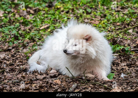 Waschbär Hund (Nyctereutes Procyonoides) weiße Farbe Phase im Wald Stockfoto