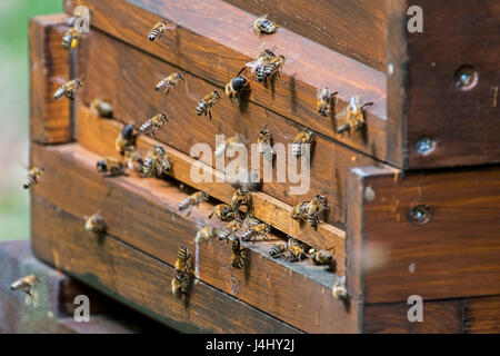 Honigbienen (Apis Mellifera) Eingabe des Imkers hölzernen Bienenstock Stockfoto