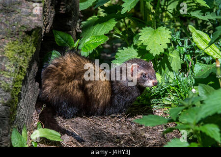 Europäischer Iltis (Mustela Putorius) Nest in hohlen Baumstamm im Wald verlassen Stockfoto