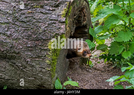 Europäischer Iltis (Mustela Putorius) entstehende Nest in hohlen Baumstamm im Wald Stockfoto