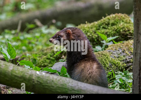 Europäischer Iltis (Mustela Putorius) Jagd im Wald Stockfoto