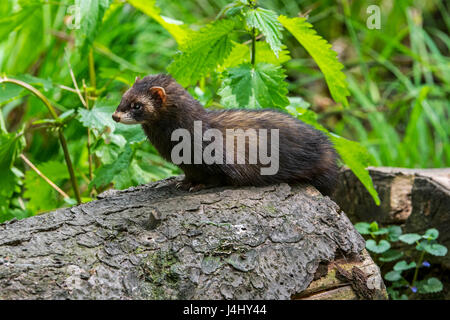 Europäischer Iltis (Mustela Putorius) im Wald auf Futtersuche Stockfoto