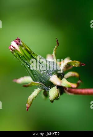 Regentropfen auf Löwenzahn Stockfoto