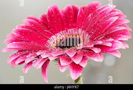 Tautropfen auf rosa Gänseblümchen Stockfoto